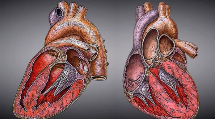 Herz-Heart.jpg