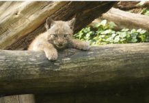 Wrocław: W 2017 r wzrosły ceny biletów w ZOO zoo.jpg