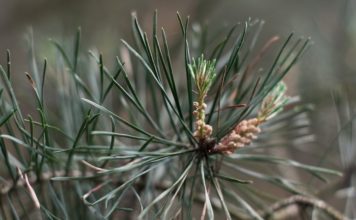Kwaśne relacje na linii plantacje sosny – torfowiska