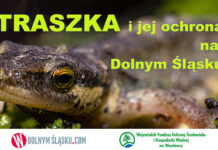 Traszka- zagrożony gatunek na który polują koty