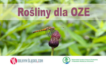 ROŚLINY DLA OZE: rośliny energetyczne czy biomasa?